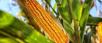 When and how to plant corn in spring in 2019: planting, growing, care