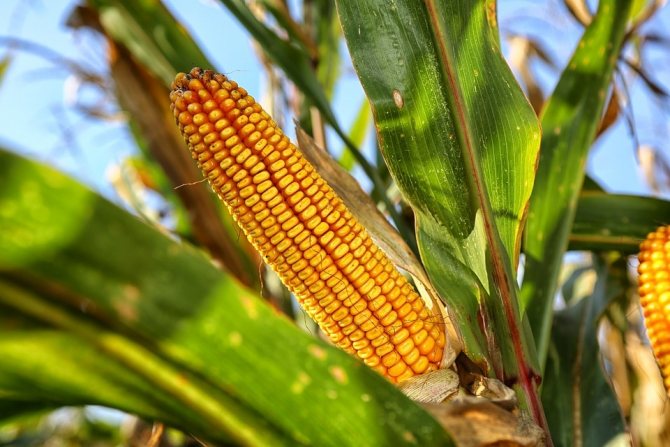 When and how to plant corn in spring in 2020: planting, growing, care