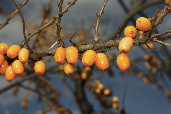 When and how to collect sea buckthorn for jam