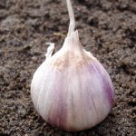 When and what kind of fertilizer to apply in the fall for garlic: feeding schemes and an overview of the best formulations to increase yields