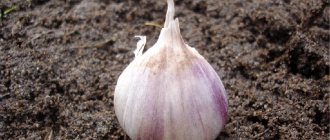 When and what fertilizer to apply in the fall for garlic: feeding schemes and an overview of the best formulations to increase yields
