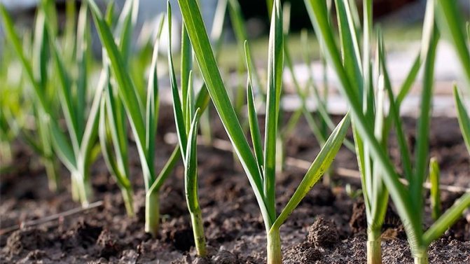 Kdy a jaký druh hnojiva použít na podzim pro česnek: režimy krmení a přehled nejlepších formulací pro zvýšení výnosu