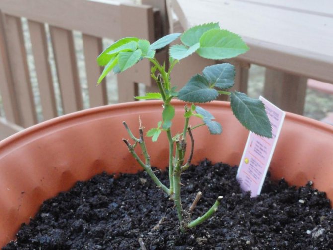 when is it better to transplant a room rose