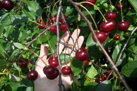 When is the best time to plant cherries