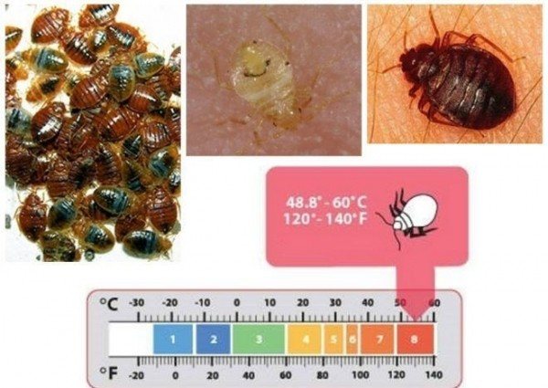 When does bedbugs die after treatment?