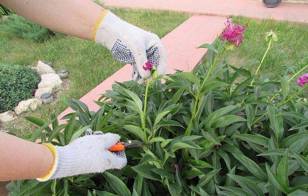 When to prune peonies in the fall in the middle lane