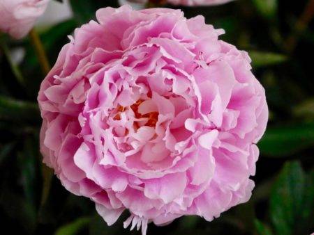 When to prune peonies in the fall in the middle lane
