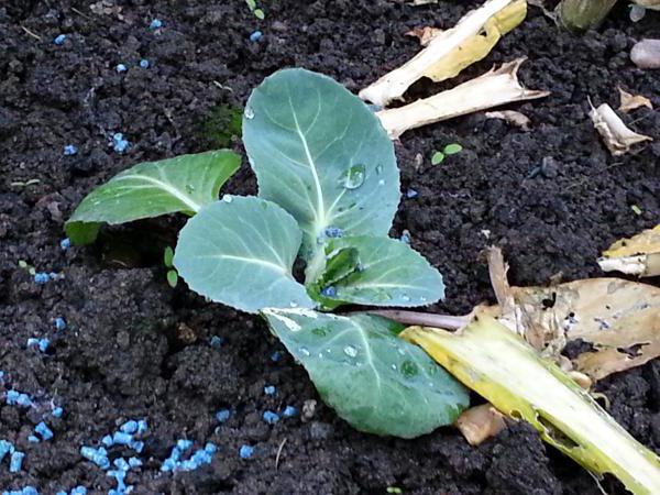 when to pick the lower leaves of cabbage