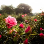 Wann im Herbst Rosen transplantiert werden sollen, in welchem ​​Monat: Regeln, Tipps, Tricks zum Umpflanzen