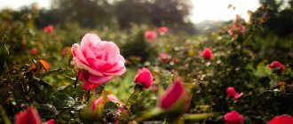 Când să transplantăm trandafiri în toamnă, în ce lună: reguli, sfaturi, trucuri pentru transplant