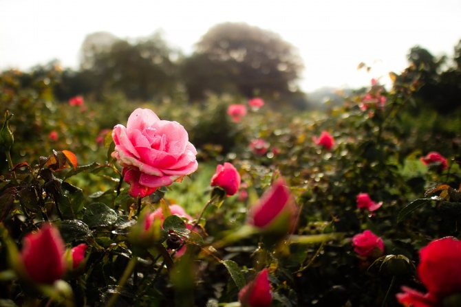 Bilakah menanam bunga ros pada musim gugur, pada bulan apa: peraturan, petua, muslihat untuk pemindahan
