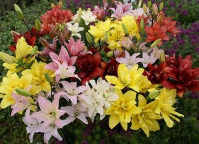 when to replant garden lilies