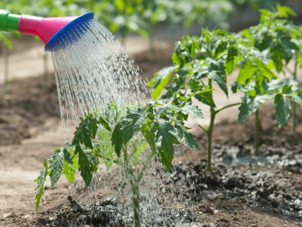 When to water tomatoes with metronidazole, mullein, manure