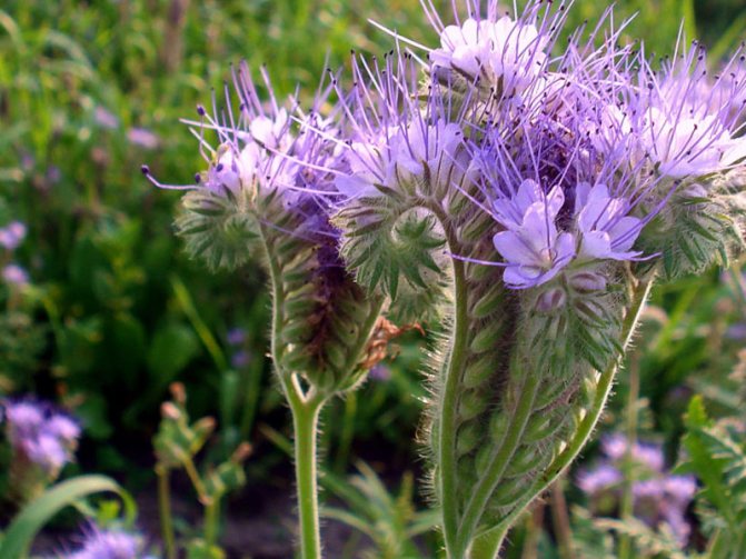 When to sow phacelia in autumn