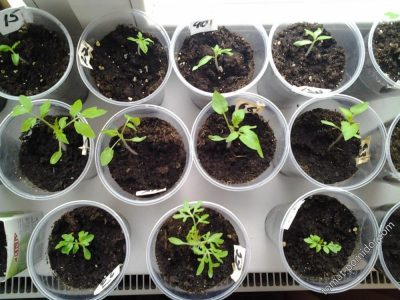 when to plant amaranth seedlings