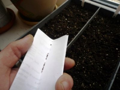 when to plant amaranth seedlings
