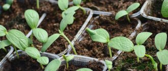 Când să plantați pepene verde pentru răsaduri în 2020 conform calendarului lunar: zile favorabile pentru însămânțarea semințelor de pepene verde