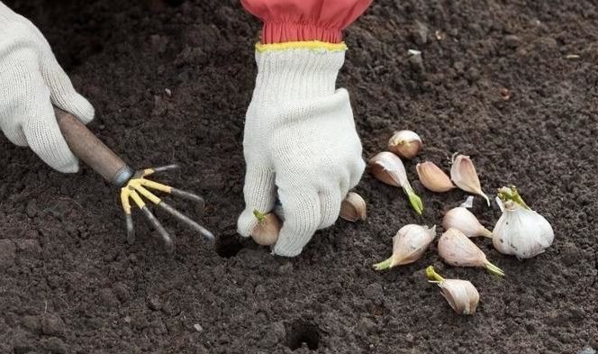 When to plant garlic in the Moscow region