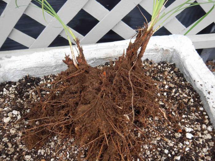 When to plant irises outdoors in spring