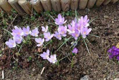 When to plant crocuses outdoors in autumn