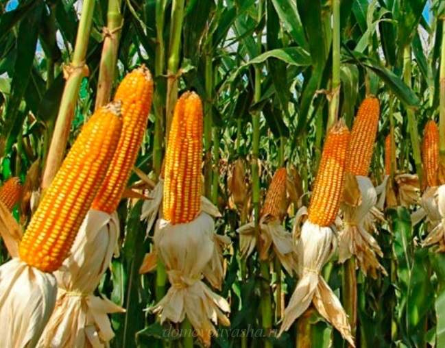 When to seed corn outdoors