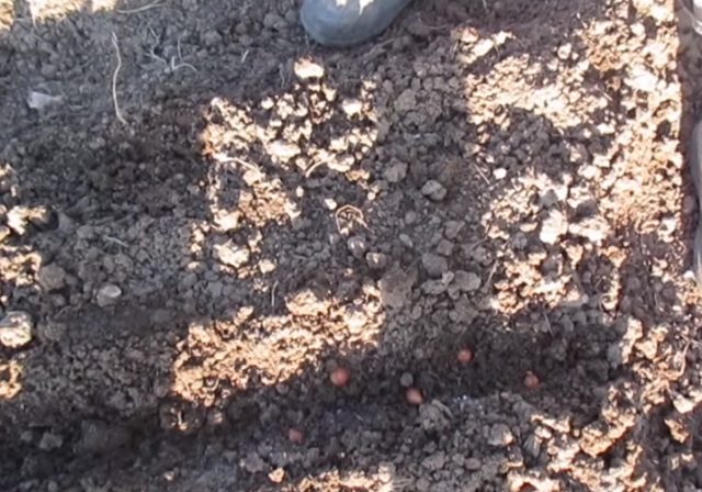 متى تزرع البصل في الربيع في أرض مفتوحة: مواعيد الزراعة