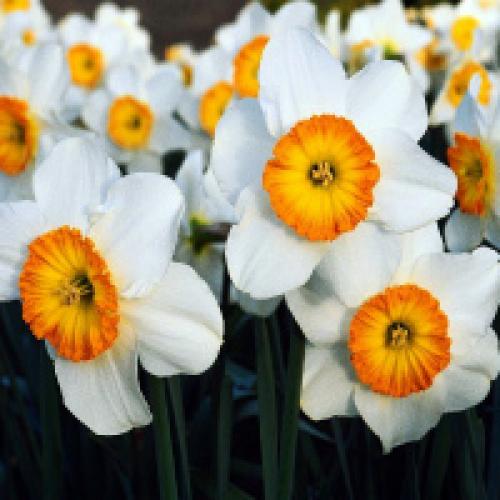 When to plant daffodils