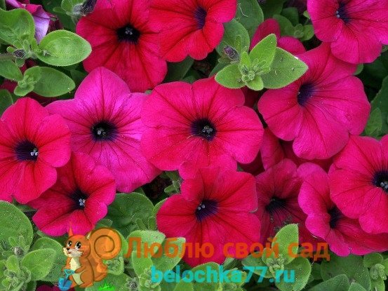 When to plant petunias for seedlings
