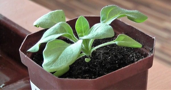 when to plant petunias for seedlings