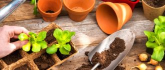 When to plant seeds of vegetables and flowers - the timing of sowing seeds for seedlings