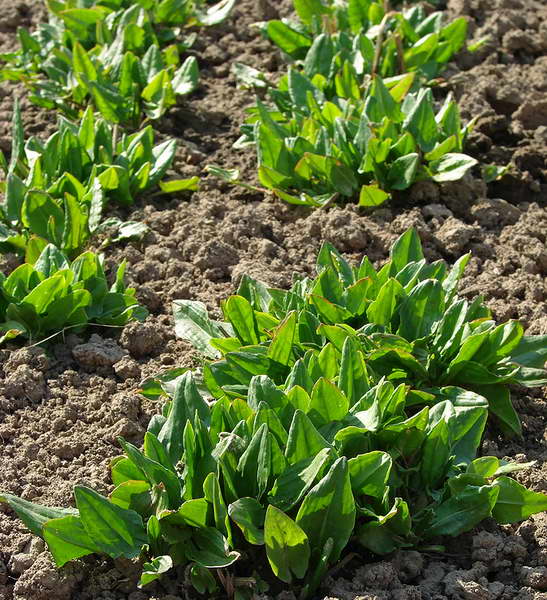 When to plant sorrel in spring and before winter sowing dates
