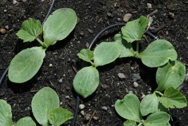 When to plant pumpkin outdoors
