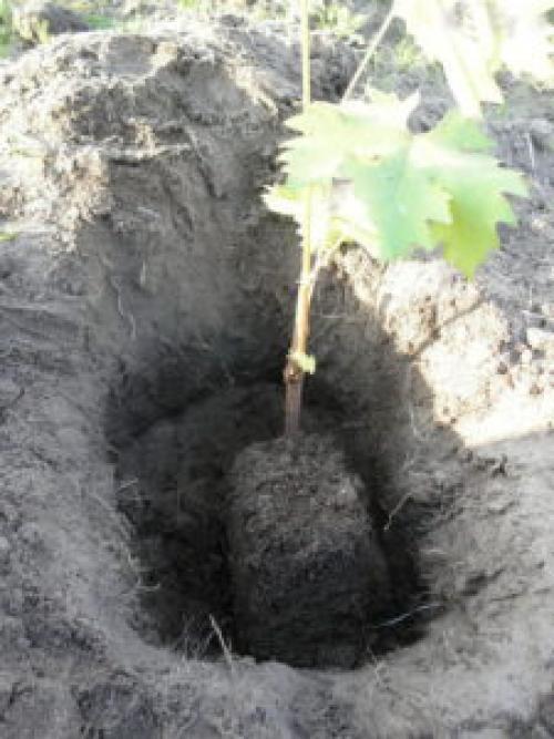 När ska man plantera druvor i Krasnodar. Att avslöja hemligheten: när man planterar druvor