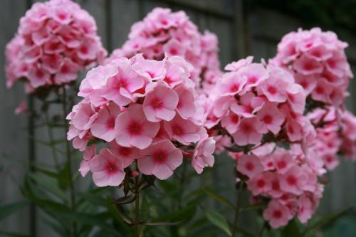 When phlox is planted. How to plant phlox in spring using rhizomes