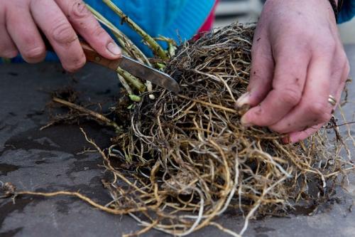 When phlox is planted. How to plant phlox in spring using rhizomes
