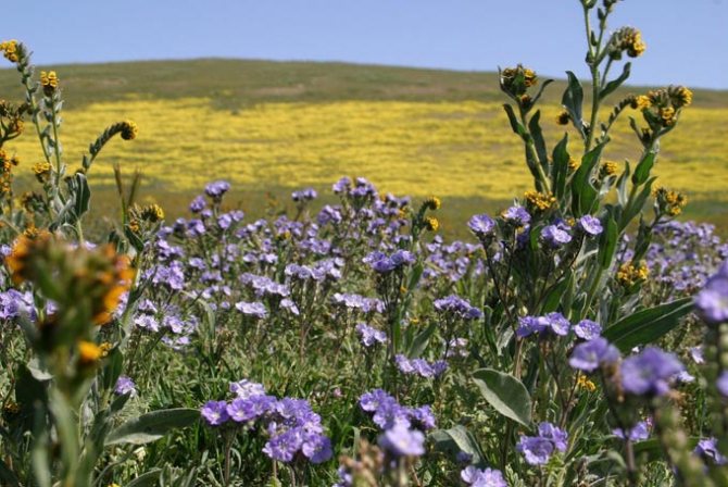 when to sow phacelia