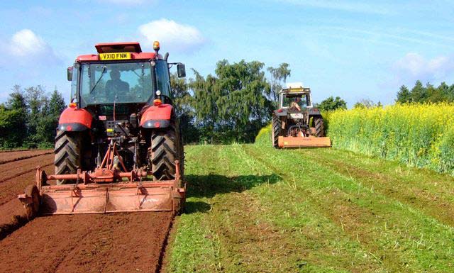 when to sow mustard to improve the soil