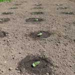 When to sow cucumbers outdoors