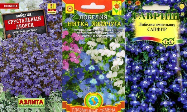 When to sow lobelia seeds for seedlings