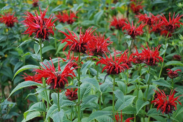 When to collect and how to dry Monarda