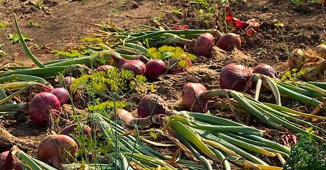 When to collect onions for storage