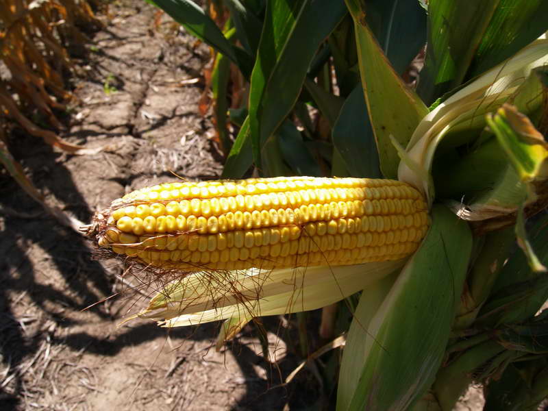 When to harvest corn photo