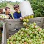 When to harvest apples