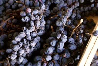 When to pick grapes, how to dry them, and how to apply raisins?