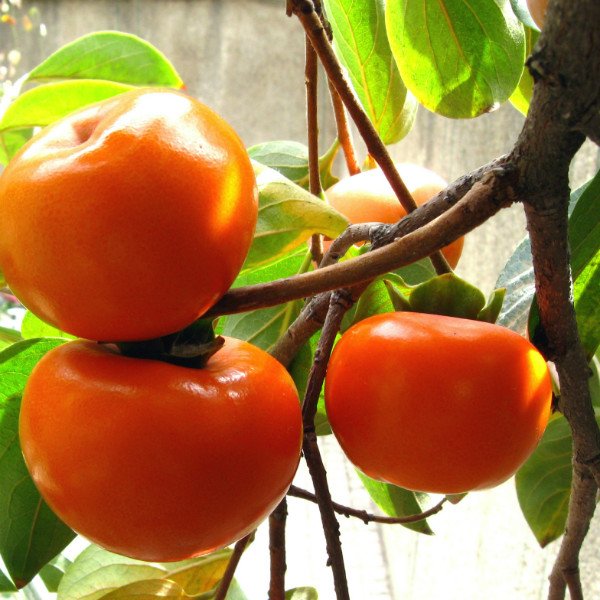 When to expect the first harvest of seed-grown persimmons