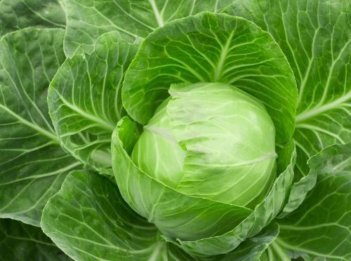 When to remove cabbage from the garden