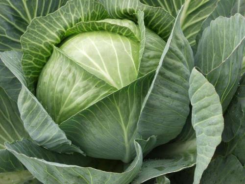 When to remove cabbage from the garden
