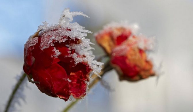 Kdy zakrýt růže na zimu v Moskevské oblasti