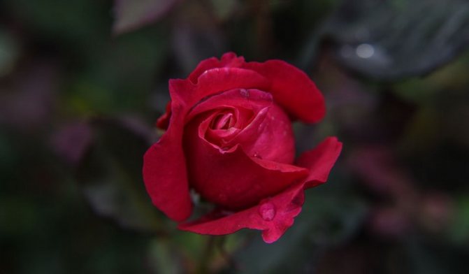 When to cover roses for the winter in the Moscow region
