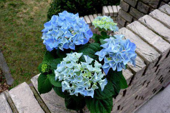 when to transplant hydrangea in spring